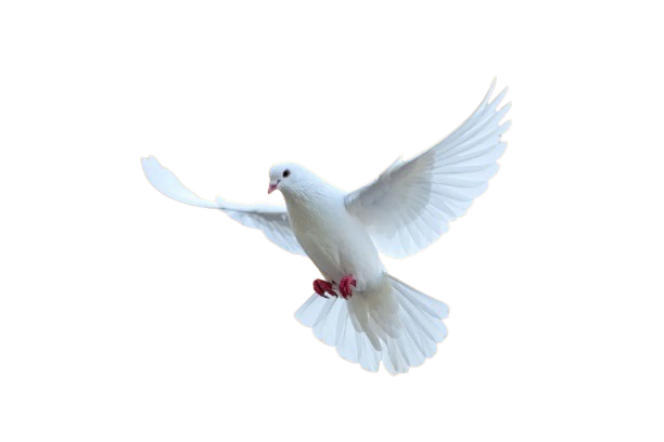 White Dove